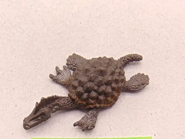 C29 turtle