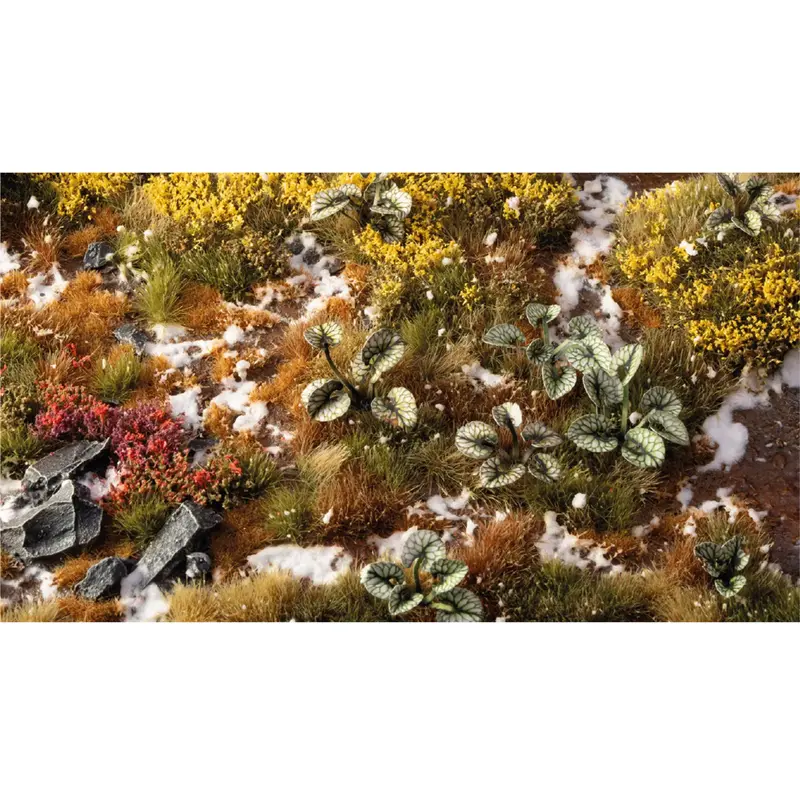 Gamers Grass Bugloss - Paper Plants